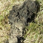 sodic soil