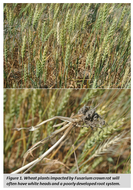 wheat plants impacted by fusarium