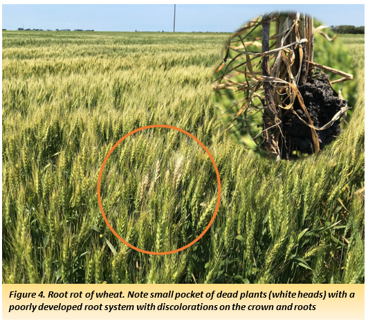 Figure 4. Root rot of wheat. Note small pocket of dead plants (white heads) with a poorly developed root system with discolorations on the crown and roots