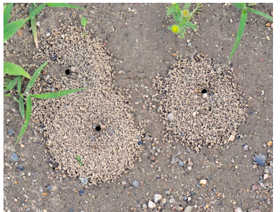 Photo of three ant hills on the ground with grass on the left and pinneapple weed on the right. 