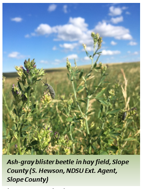 Ash-gray blister beetle in hay field, Slope County 