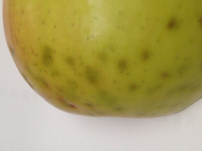 Bitter pit lesions initially look like light-green bruises on the surface of the fruit 