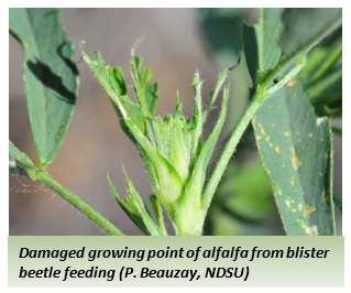Damaged growing point of alfalfa from blister beetle feeding shown on alfalfa plant