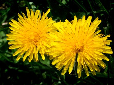 Two dandelions in bloom