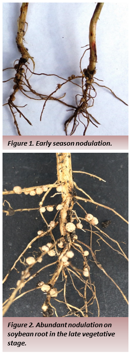 Figure 1 shows Early season nodulation and figure 2 shows Abundant nodulation on soybean root in the late vegetative stage.