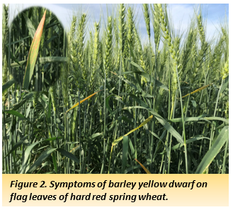 Figure 2. Symptoms of barley yellow dwarf on flag leaves of hard red spring wheat.