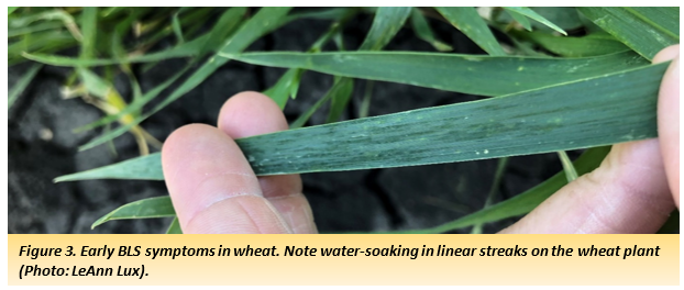 Figure 3. Early BLS symptoms in wheat. Note water-soaking in linear streaks on the wheat plant (Photo: LeAnn Lux).