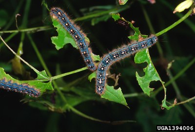Forest tent Caterpillars have prominent white keyhole markings.