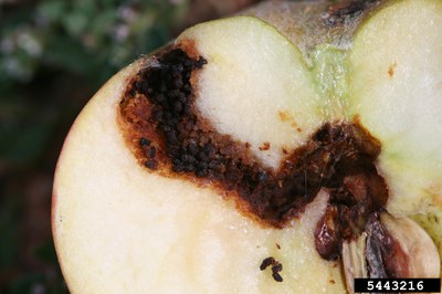 Insect tunnels are large and the damage renders the apple inedible 