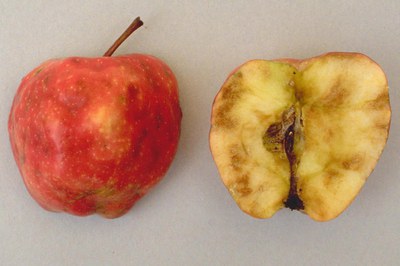 A halved apple - left side is skin up, right side is flesh up showing apple maggot tunnels and flesh damage