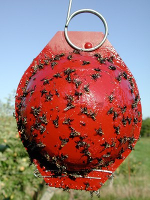 Red, circular, hanging sticky trap covered with apple maggot flies.