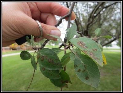 Hand holding up an apple tree branch with leaves showing brown scabs