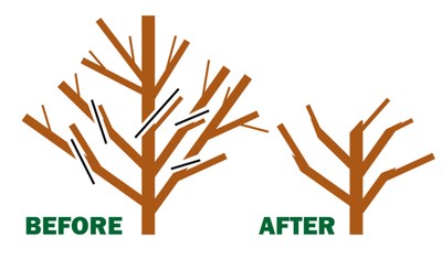 Left side: diagram of where to prune an apple tree; after - apple tree with shortened branches