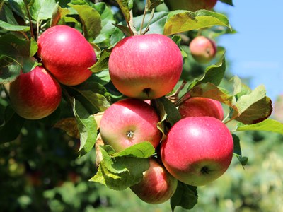 Close up of ripe apples on the branch of a tree