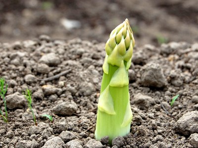 Asparagus spear emerging from soil in spring