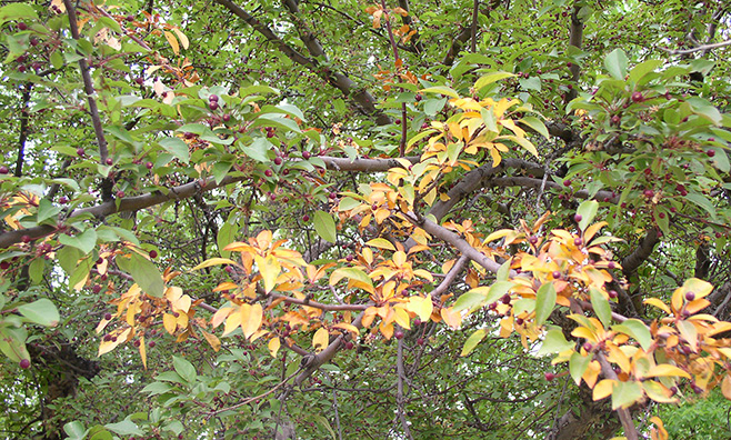 Crabapple tree branches, some with green leaves and one branch with yellow leaves caused by black rot canker 