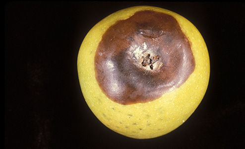 Apple with brown, rotten area around the stem surrounded by healthier yellow skin