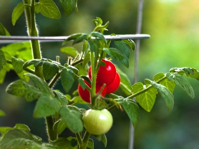 Caged tomato vine with ripe and unripe fruit