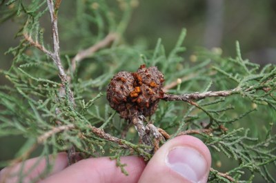 A juniper tree branch showing the brown, fruiting bodies of Cedar Apple Rust on stems