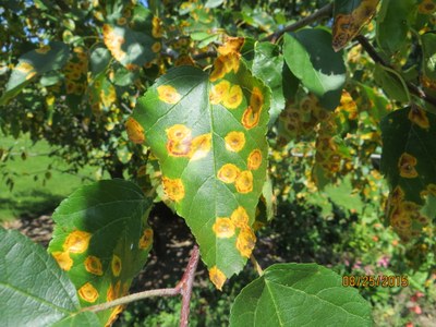 Apple tree leaf with smooth yellow to orange lesions of Cedar Apple Rust