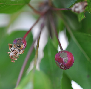 Close up of scabbed and shriveled crabapple fruits on tree branch