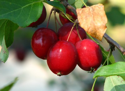 Red crabapples on a tree branch