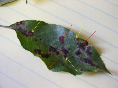 One leaf displaying the darker, purple spots of frogeye leaf spot next to lighter apple scab spots