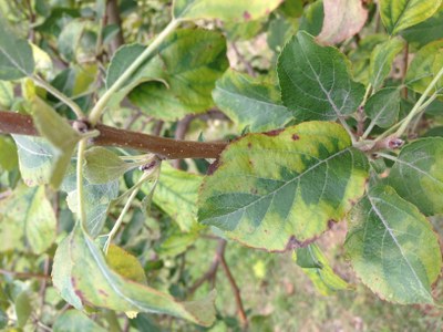 Leaf with irregular mottling pattern 
