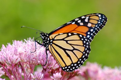 How To Help Restore Monarch Butterflies in North Dakota | NDSU Agriculture