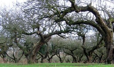 Old apple trees in an orchard with bare branches
