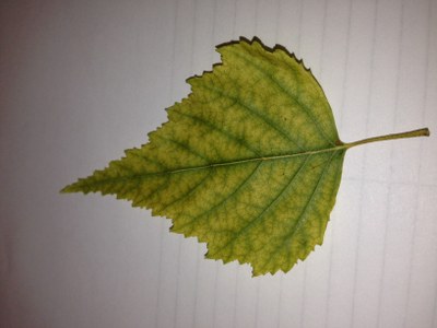 River birch leaf with interveinal chlorosis