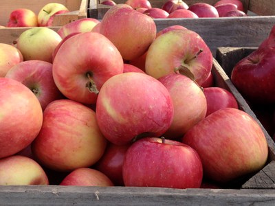 Piles of harvested, ripe apples in crates