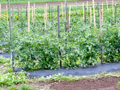 Garden row of string-weave trellised tomato vines