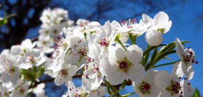 Close up of white pear blossoms on a pear tree branch