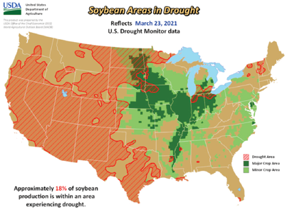 Soybeans in drought