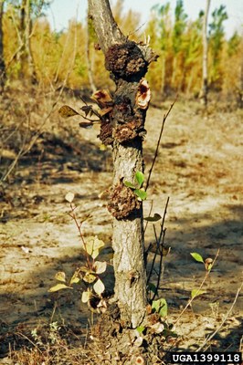 Crown gall can enter through pruning wounds.
