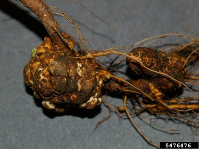 Crown gall frequently appears near the soil line on apple trunks