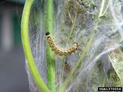Fall webworm caterpillars with distinctive black spots. 