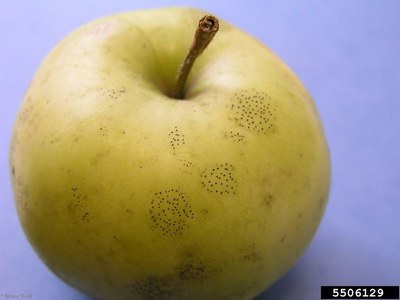 Yellow apple with light black specks from Flyspeck
