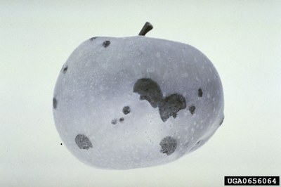 Apple damaged from egg-laying causes fan-shaped scars 