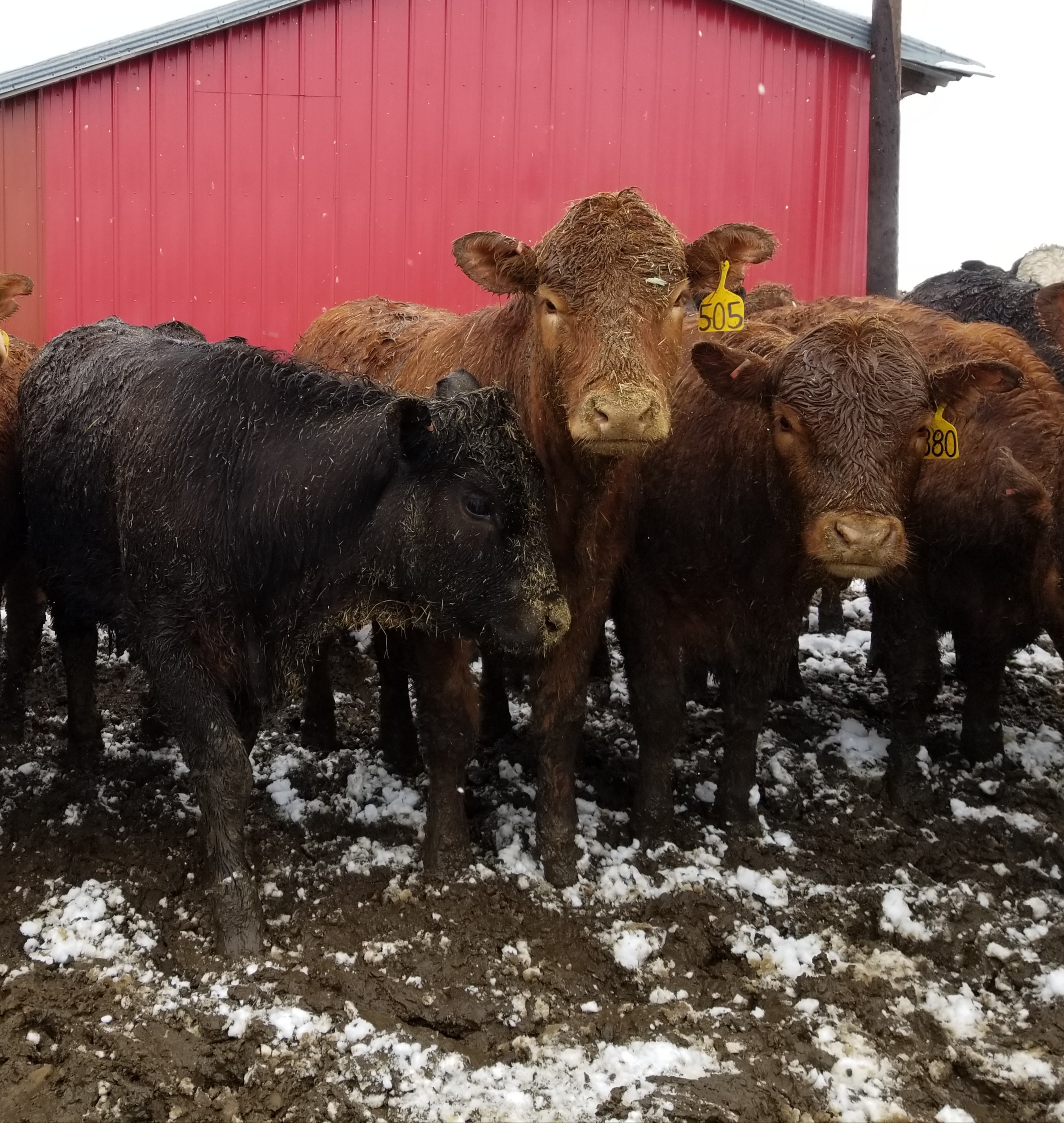 Wet, muddy ground likely will be a big challenge for cattle producers this spring. (NDSU photo)