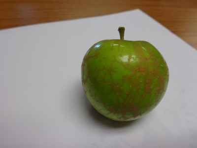 Brown-red netlike pattern on an green apple caused by russeting