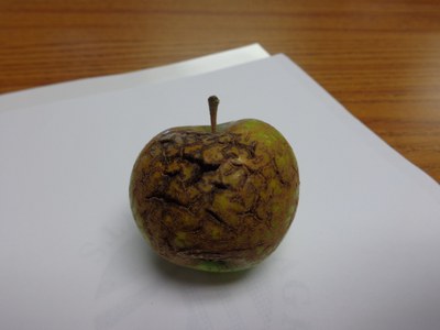 Severe brown and dried out russeting on a green apple 