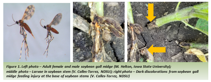 Figure 1. Left photo - Adult femail and male gall midge; Middle photo - Larvae in soybean stem; right photo - dark discolorations from soybean gall midge feeding injury at the base of soybean stems