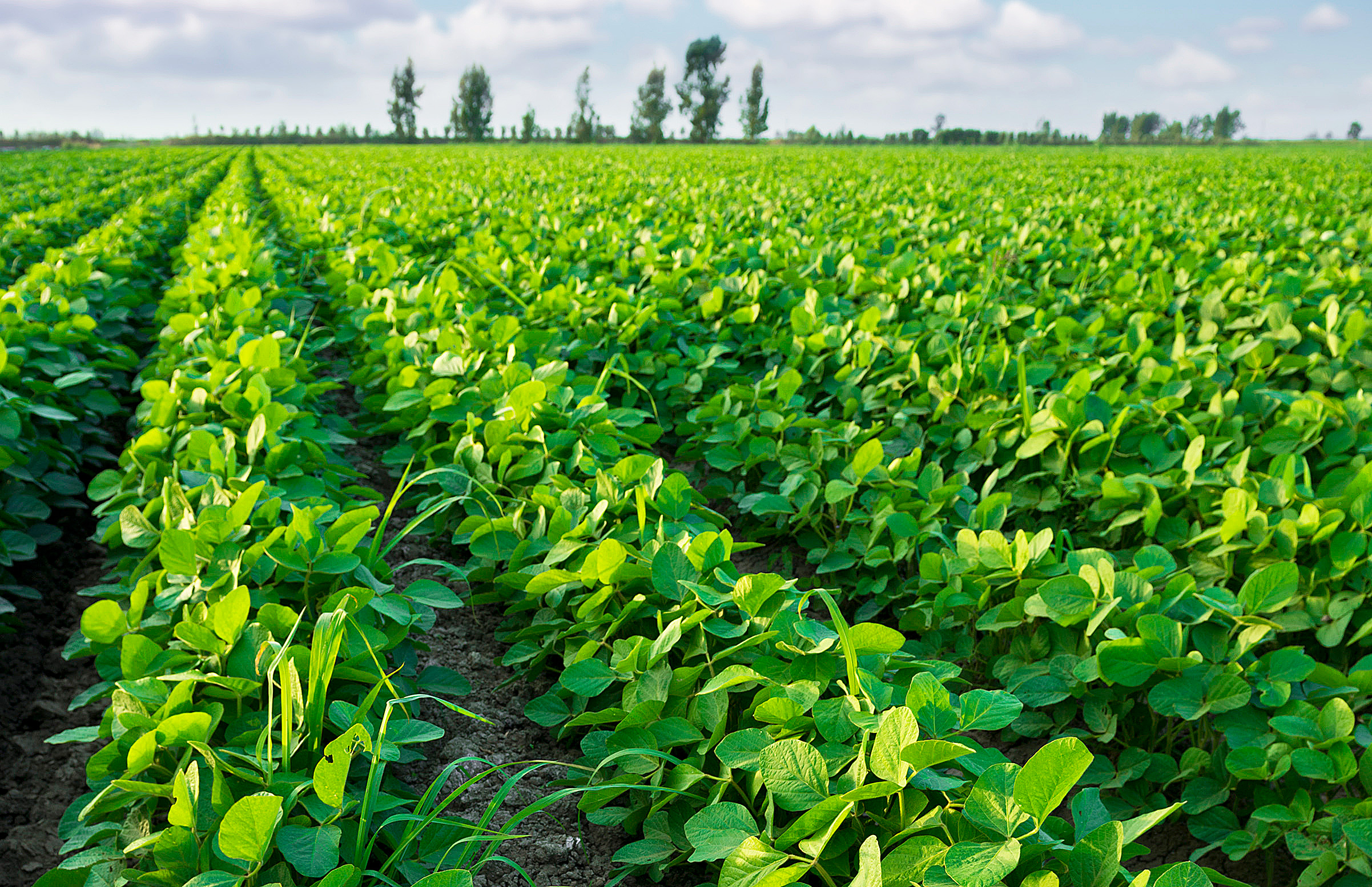 Crops  NDSU Agriculture