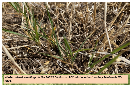 winter wheat seedlings in the NDSU Dickinson REC winter Wheat Variety Trail on 4.27.21