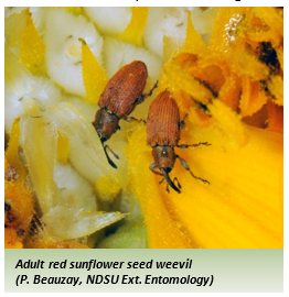 Adult red sunflower seed weevil on a yellow flower