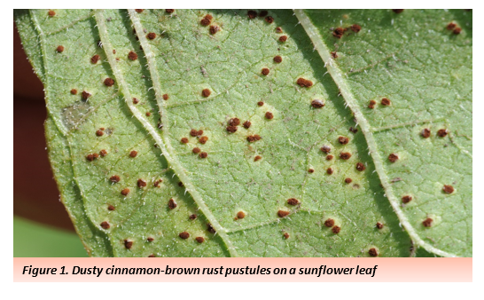 Figure 1. Dusty cinnamon-brown rust pustules on a sunflower leaf