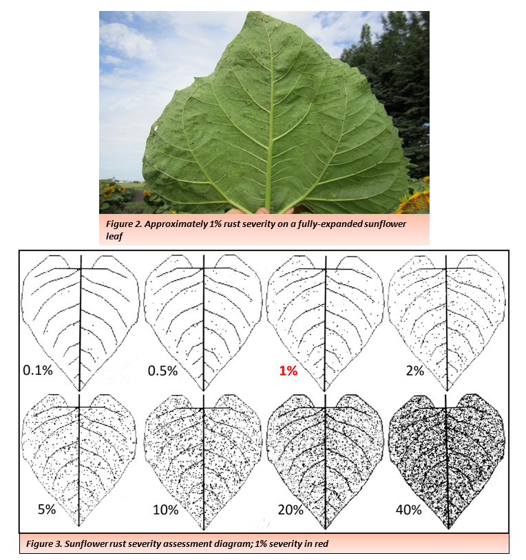 Figure 2. Approximately 1% rust severity on a fully-expanded sunflower leaf and diagram of severity.png