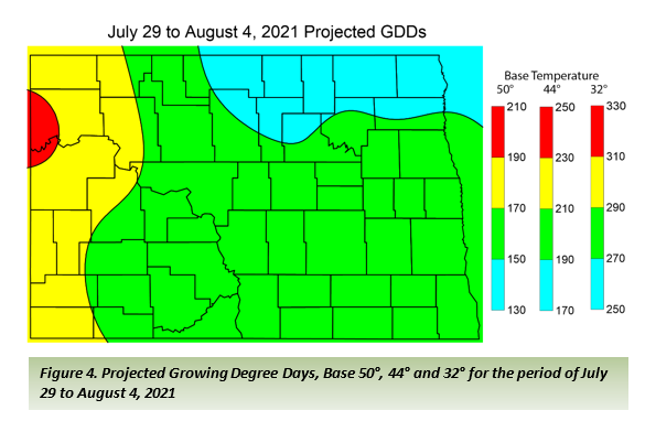 Figure 4. Projected Growing Degree Days, Base 50°, 44° and 32° for the period of July 29 to August 4, 2021.png